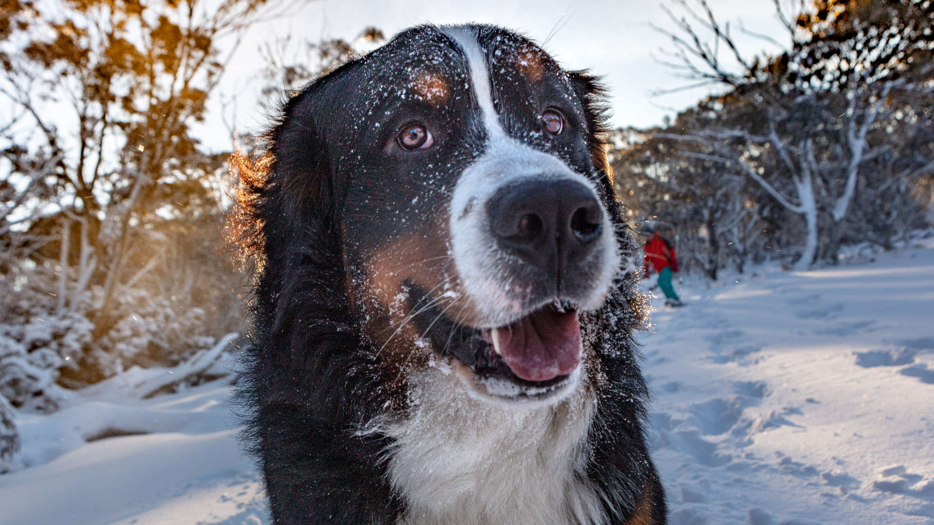 Book Direct and Save on Pet Friendly Holiday Rentals by Holiday Makers!